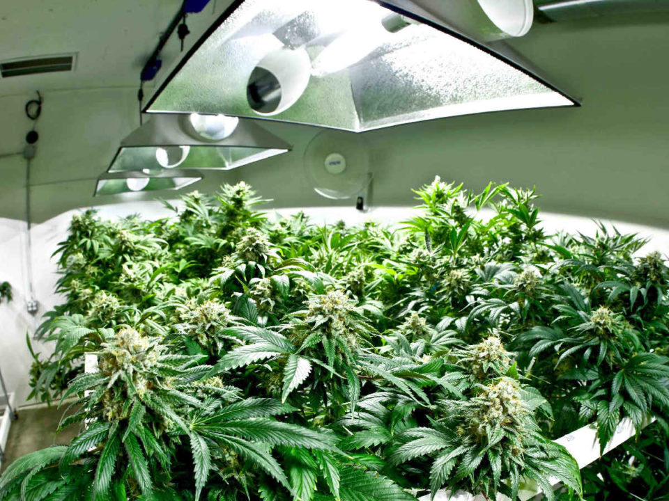 Lighting for Marijuana Cultivation