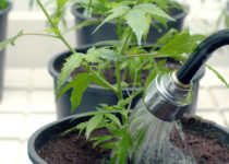 Marijuana watering