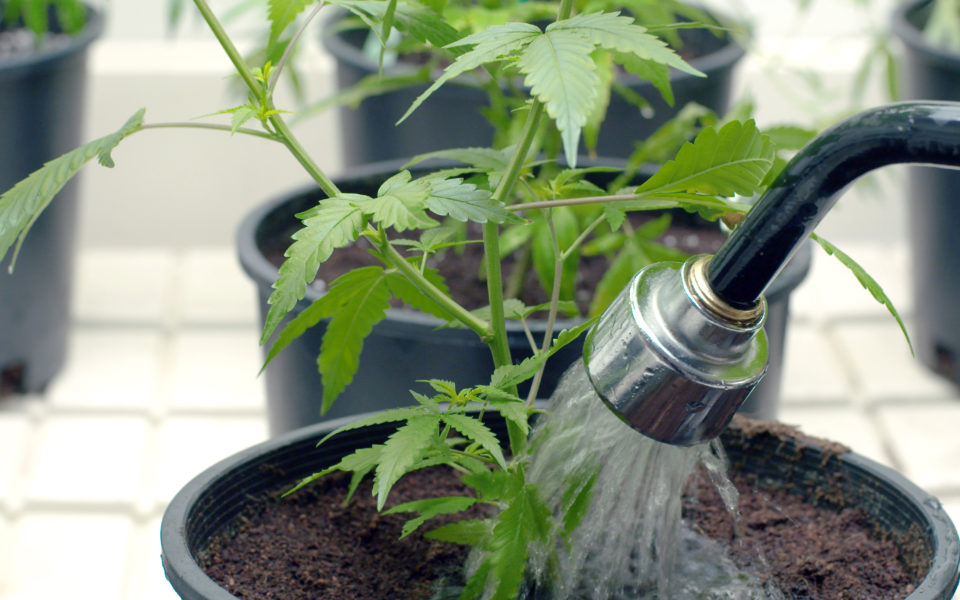 Watering Plants How to grow Marijuana The Amsterdam
